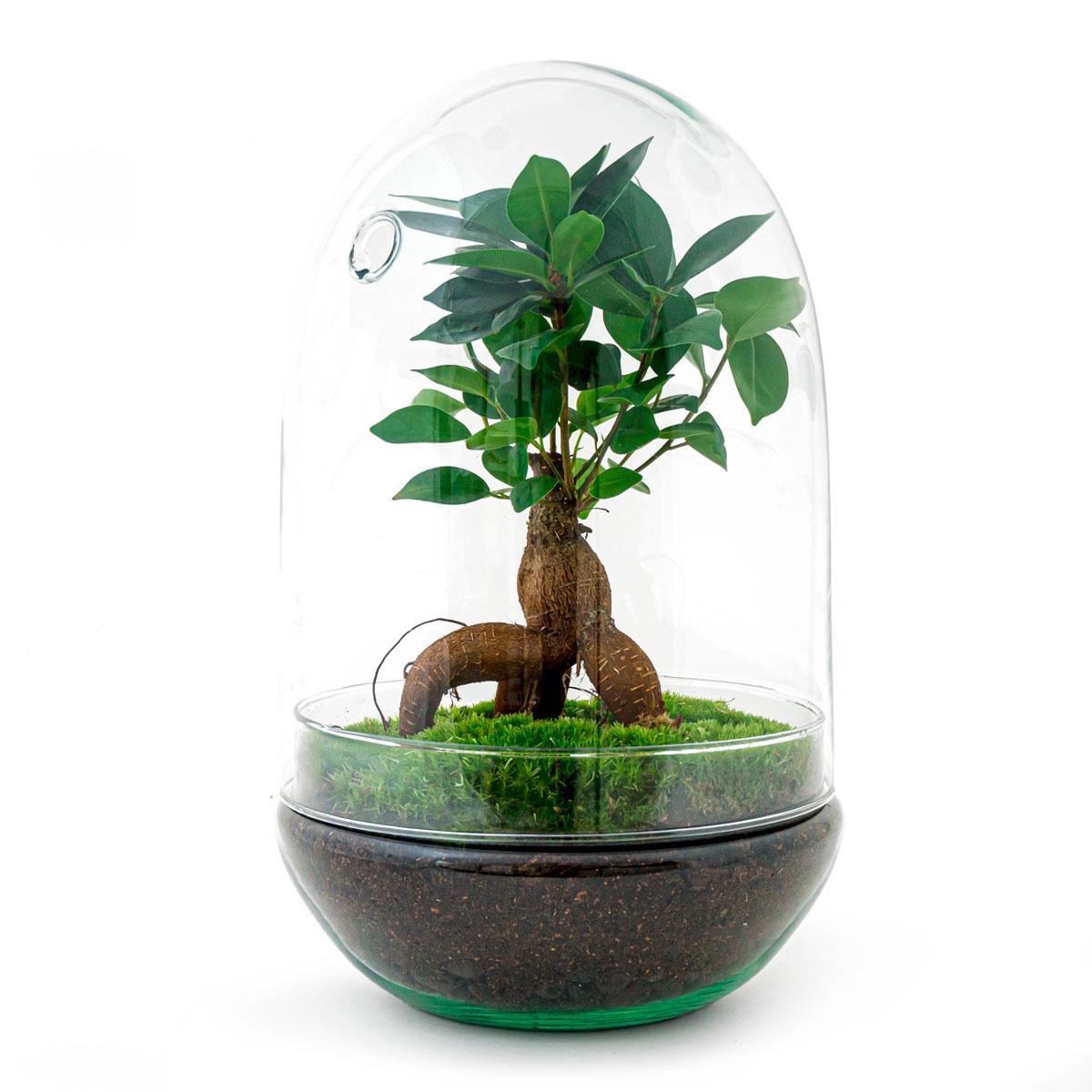 Terrarium - Botanic Bali - 30 cm