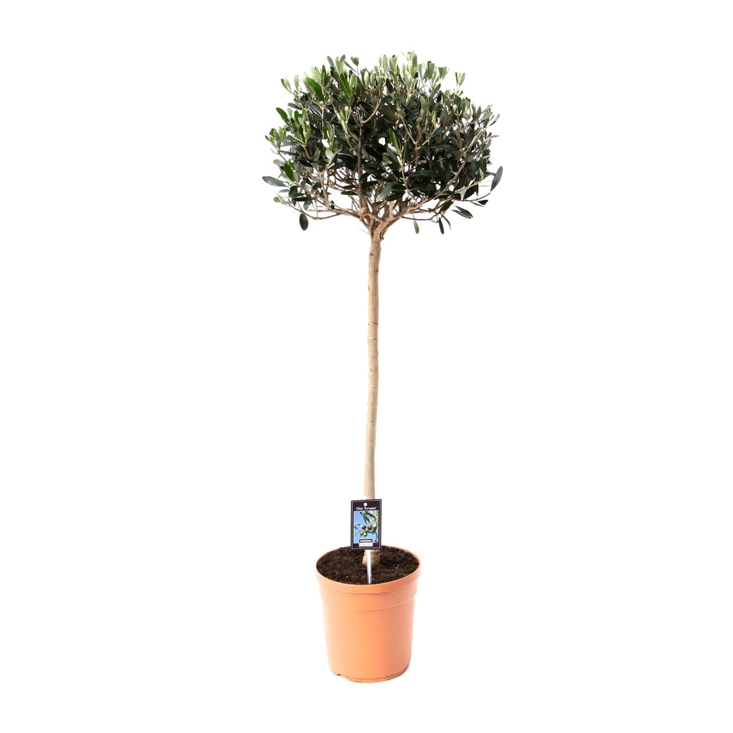 Olea Olijfboom - 80 cm - Ø19 cm