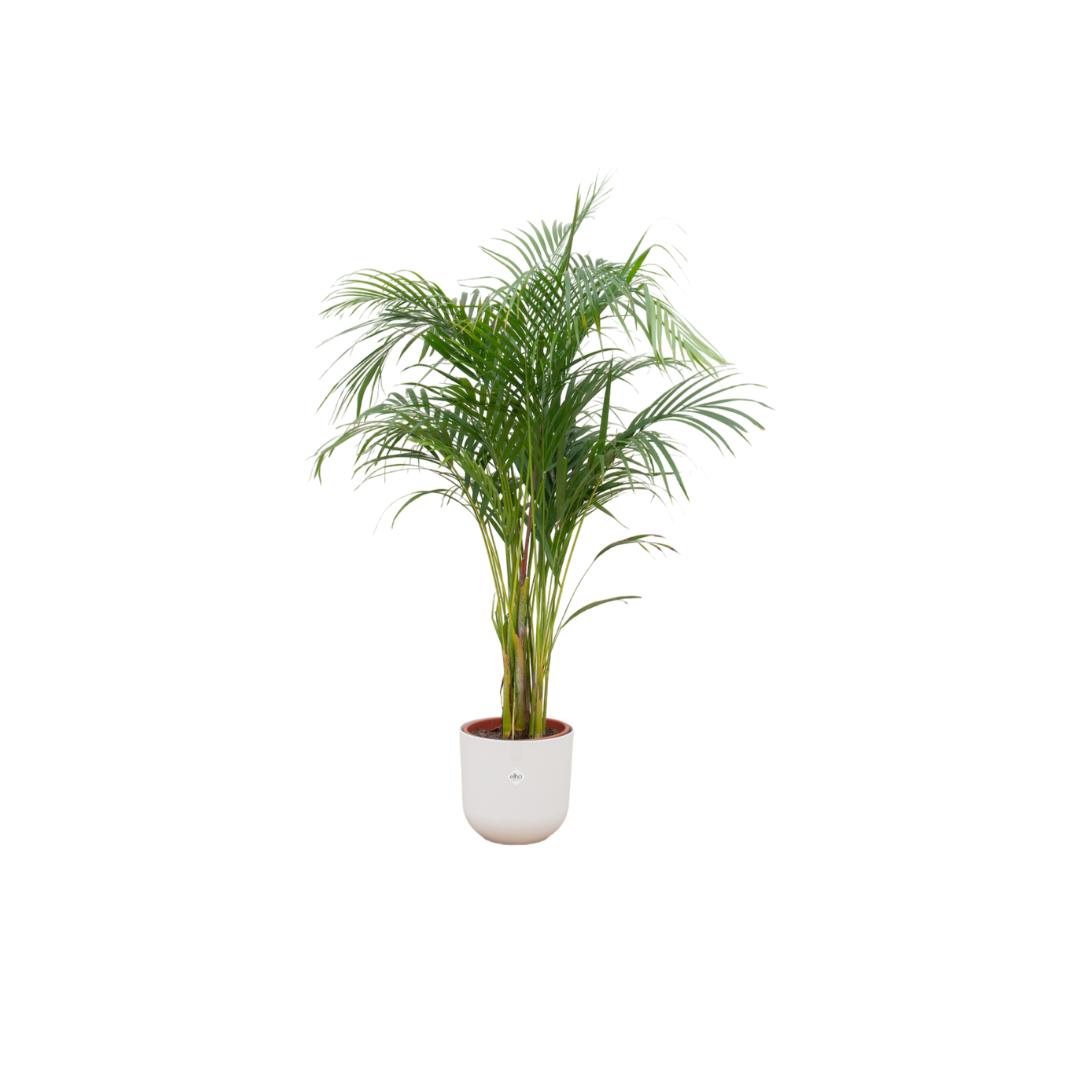 Botanic match: Areca palm & elho Jazz Round - 140 cm - Ø26 cm