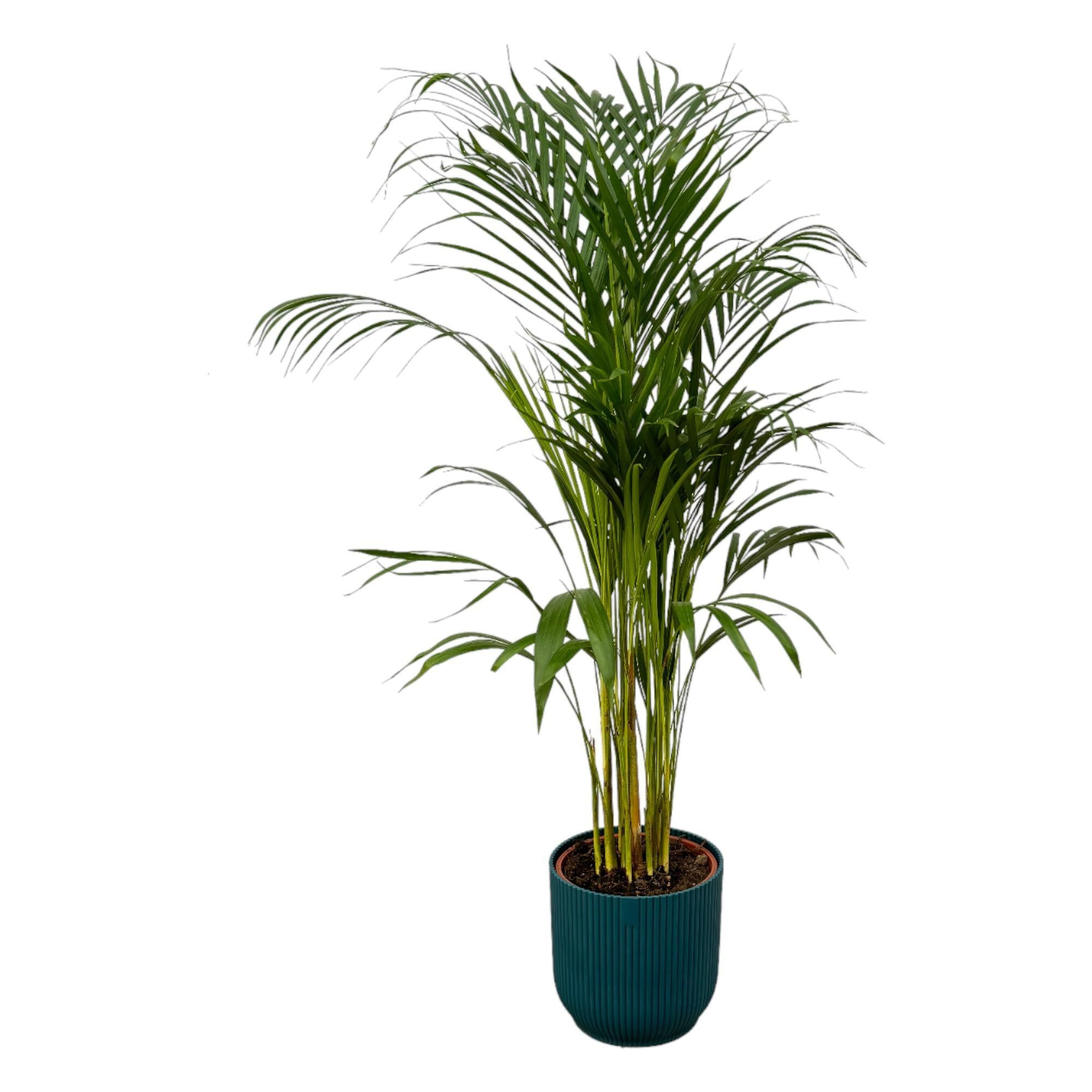 Botanic match: Areca palm & elho Vibes Fold Round - 110 cm - Ø21 cm