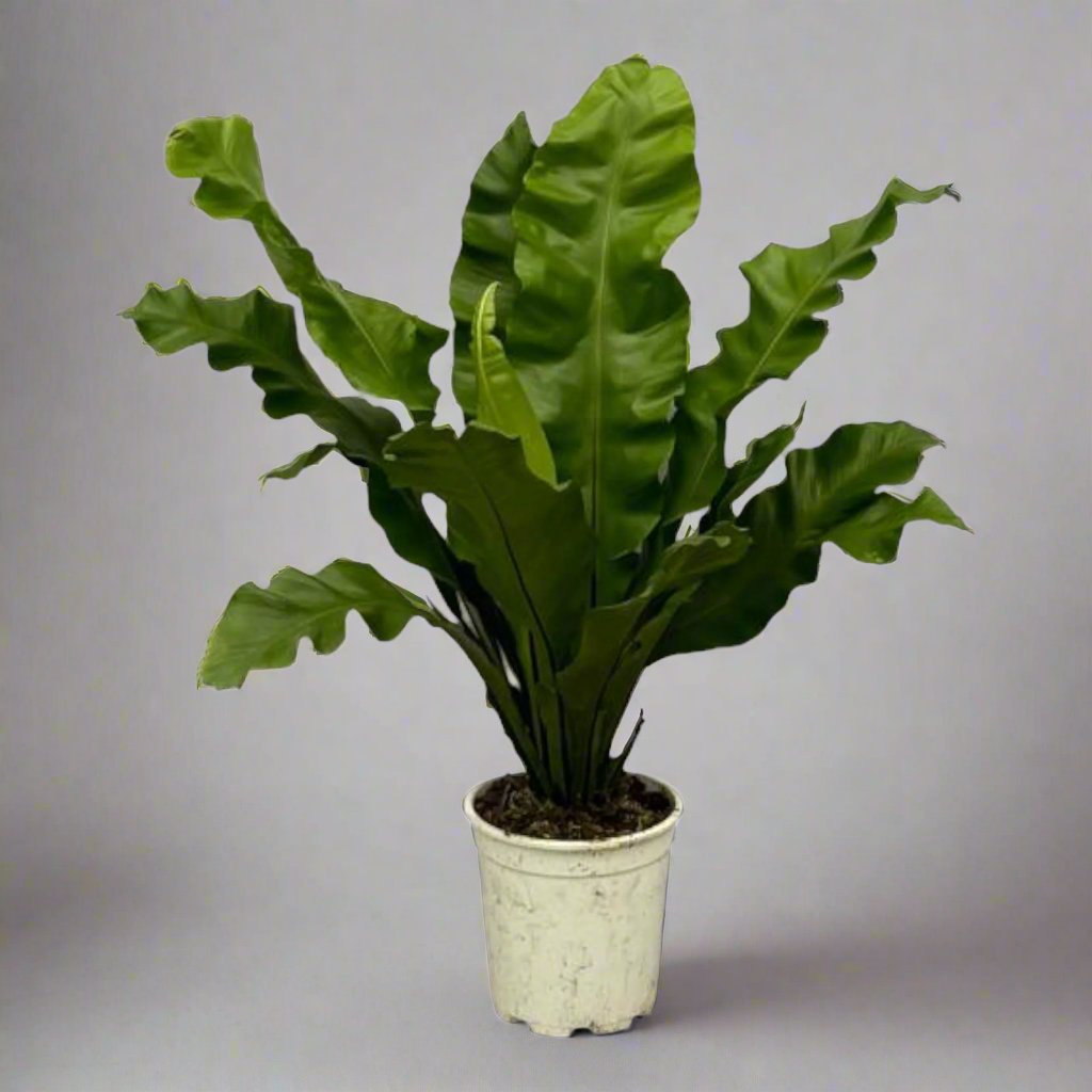 Asplenium Nidum - 80 cm - Ø21 cm