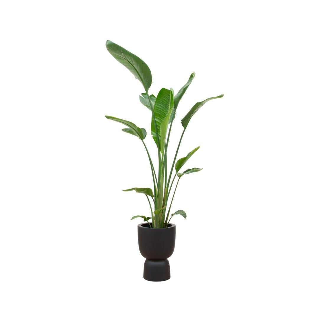 Botanic match: Strelitzia Augusta multi stam & elho Pure Coupe - 210 cm - Ø35 cm