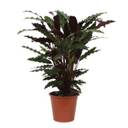 Calathea Wavestar | ↕80 cm | Ø19 cm