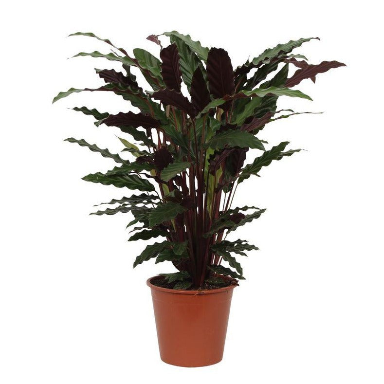 Calathea Wavestar - 80 cm - Ø19 cm