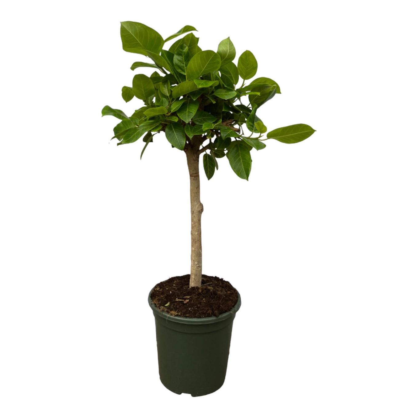 Ficus Altissimo variegata - 120 cm - Ø33 cm