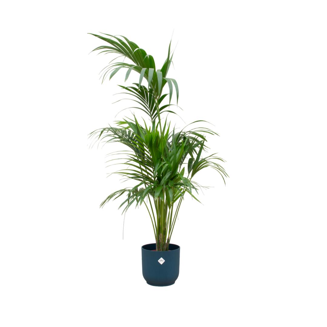 Botanic match: Kentia Palm & elho Vibes Fold Round - 180 cm - Ø30 cm