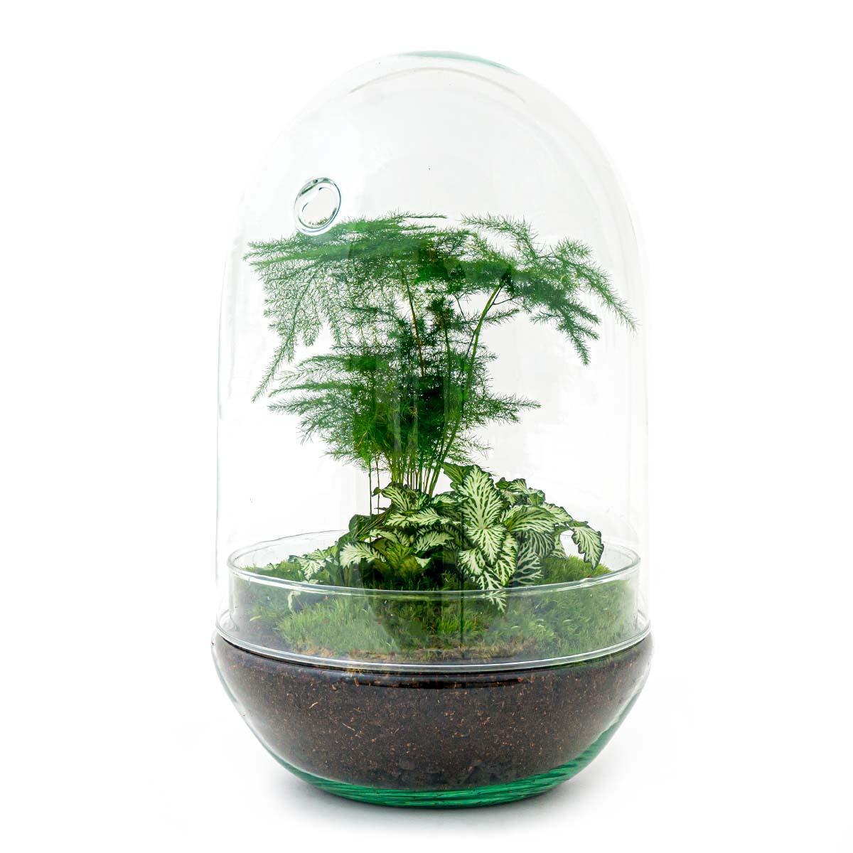 Terrarium - Botanic Belgrade - 30 cm