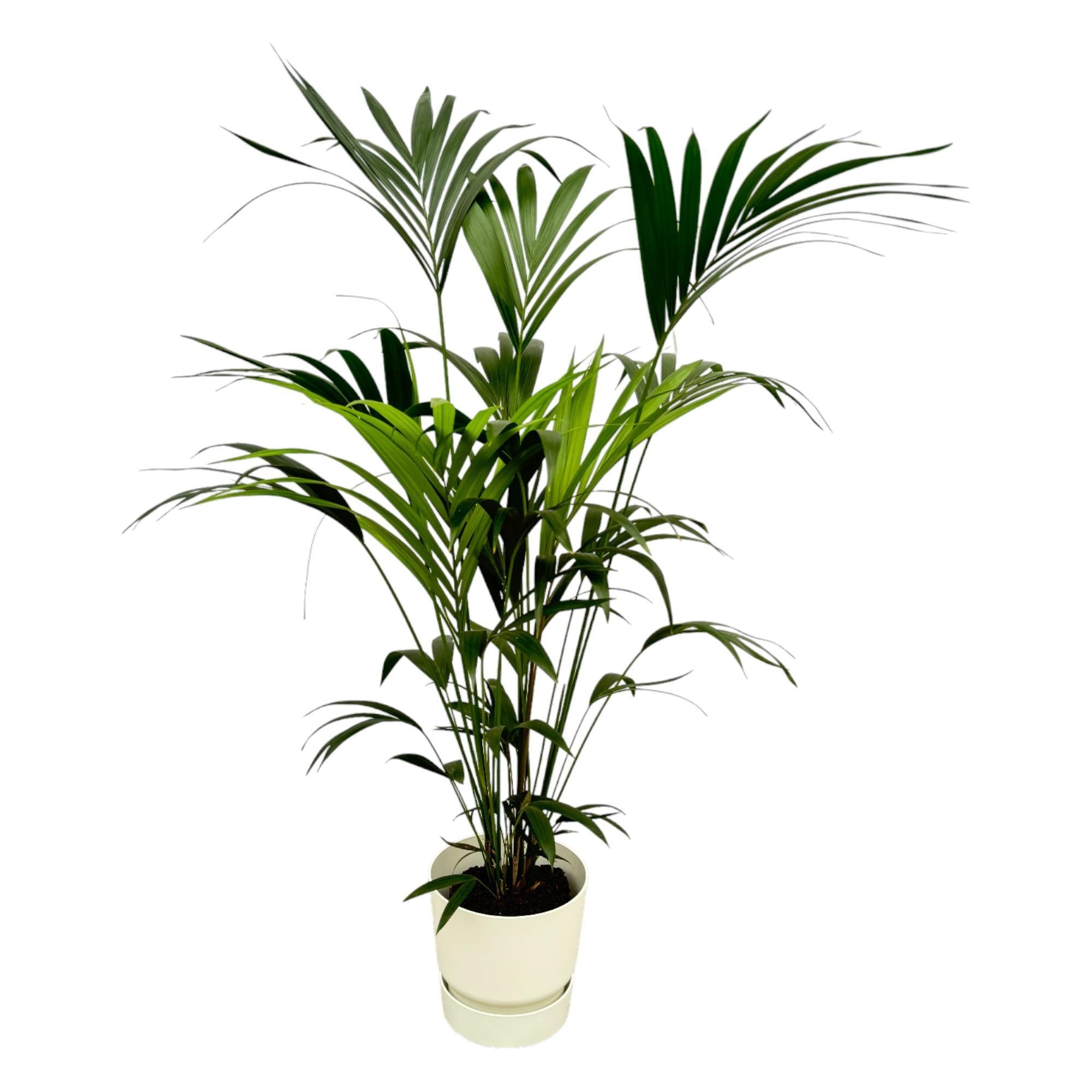 Botanic match: Kentia Palm & elho Greenville Round - 160 cm - Ø30 cm