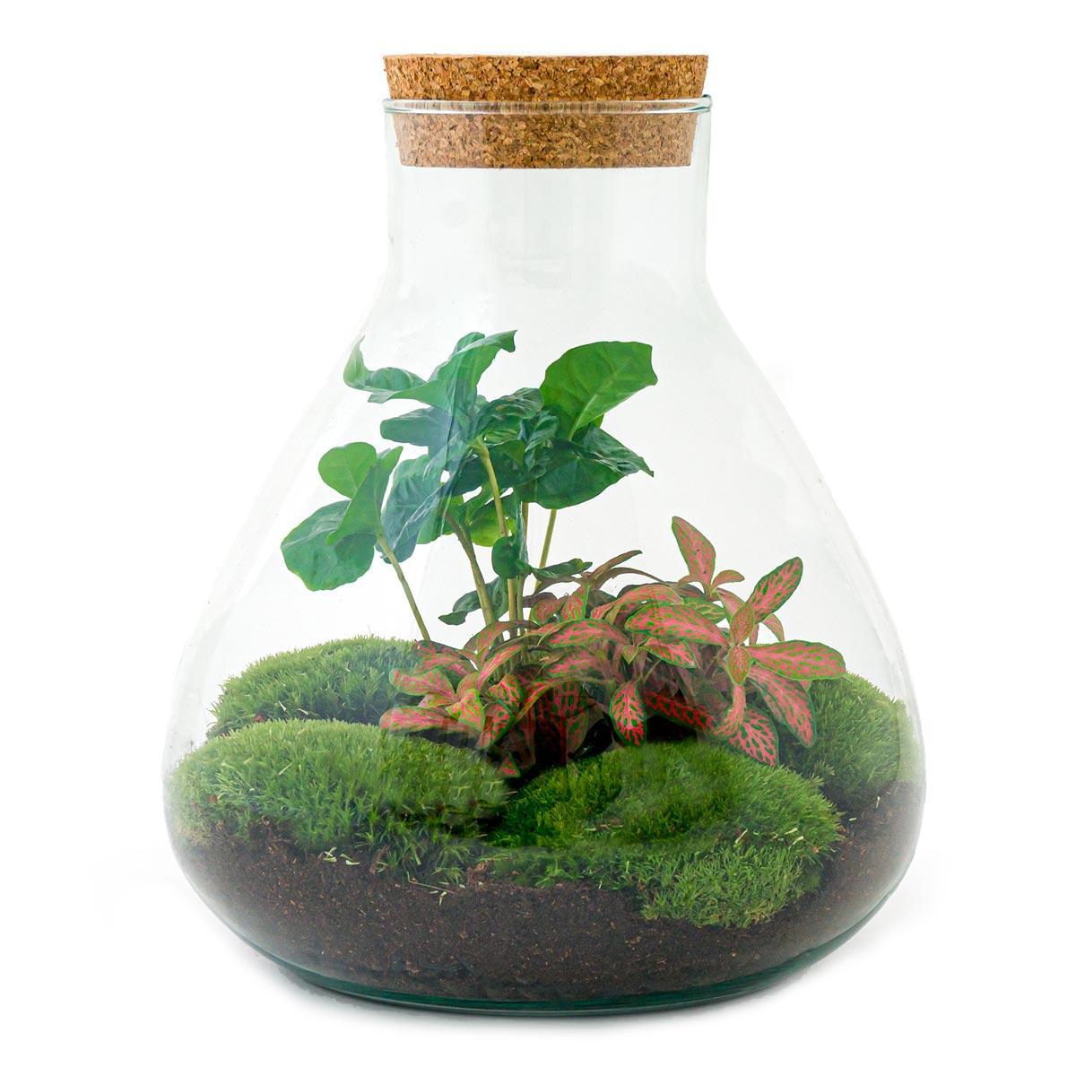 Terrarium - Botanic Belfast - 27 cm