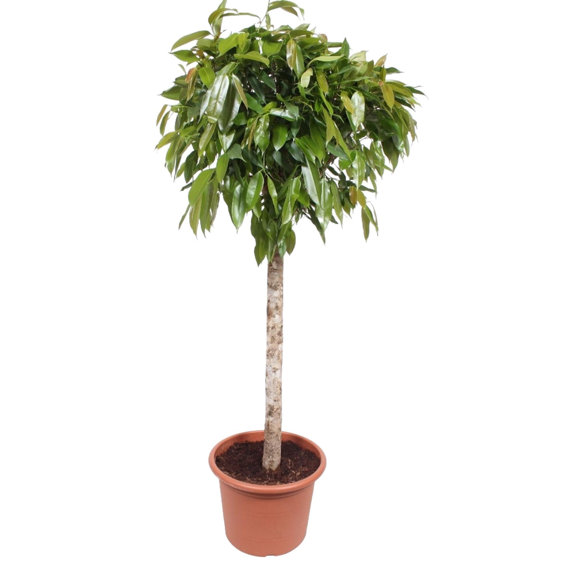 Ficus Amstel King - 180 cm - ø40 cm