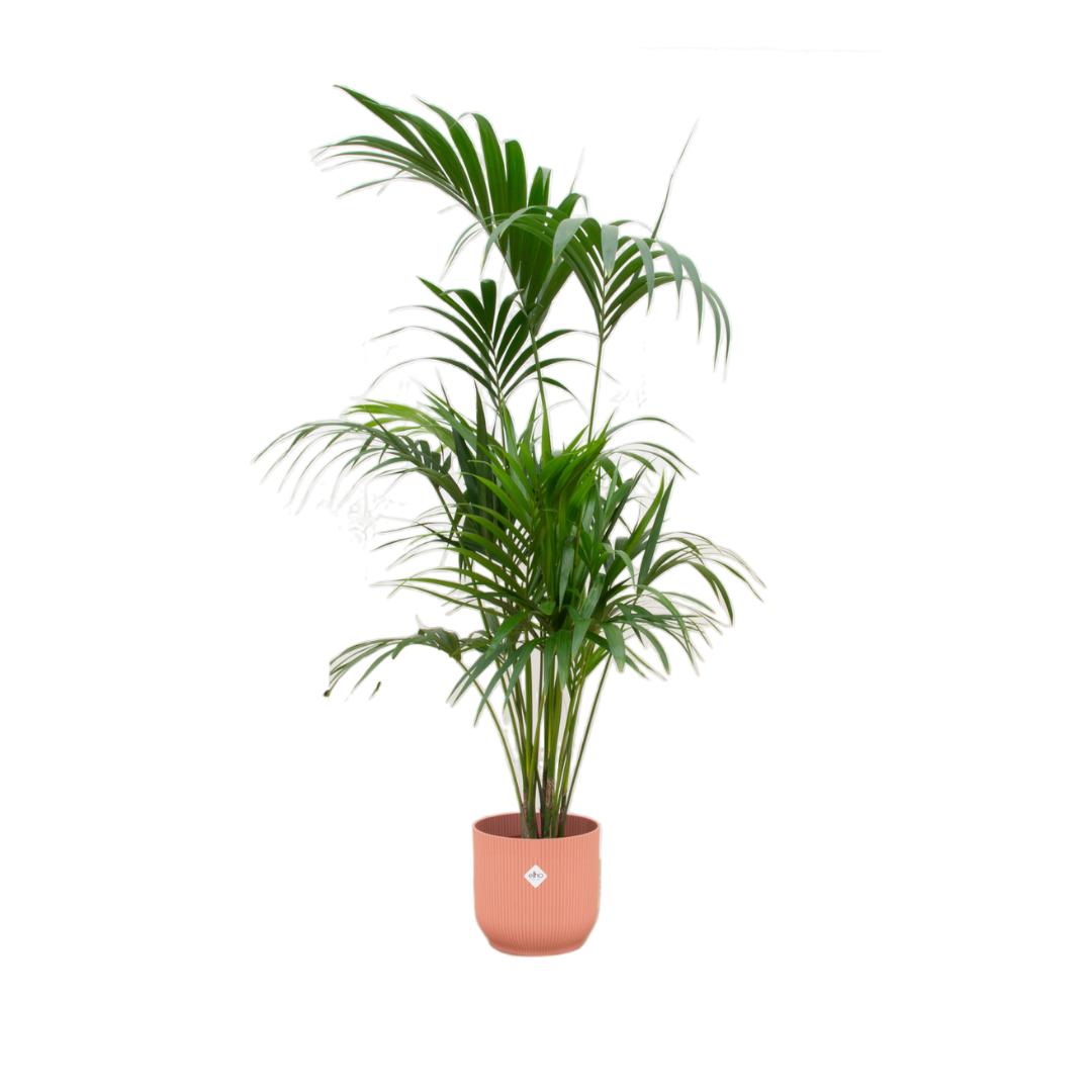 Botanic match: Kentia Palm & elho Vibes Fold Round - 180 cm - Ø30 cm