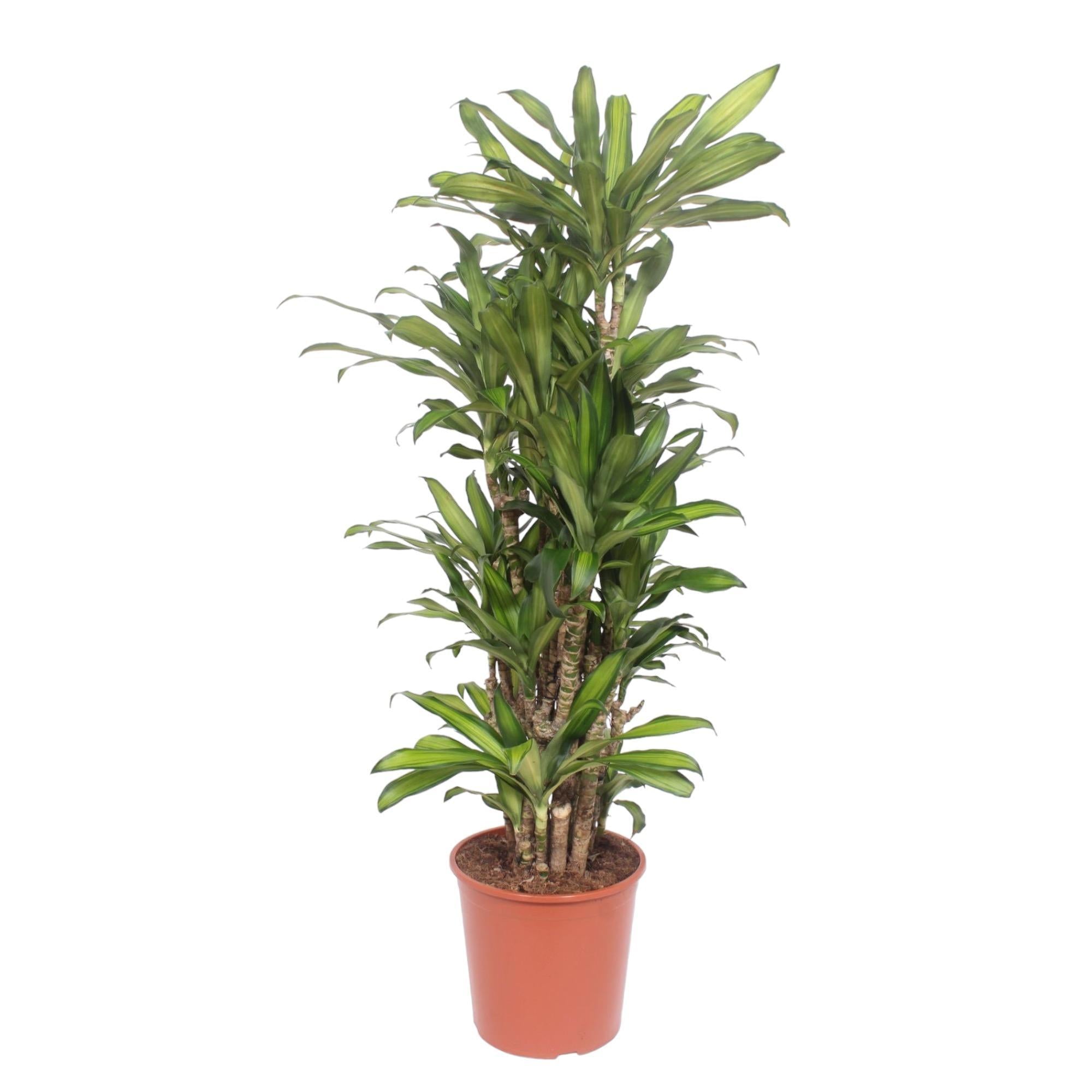 Dracaena Eve - 160 cm  - ø30 cm