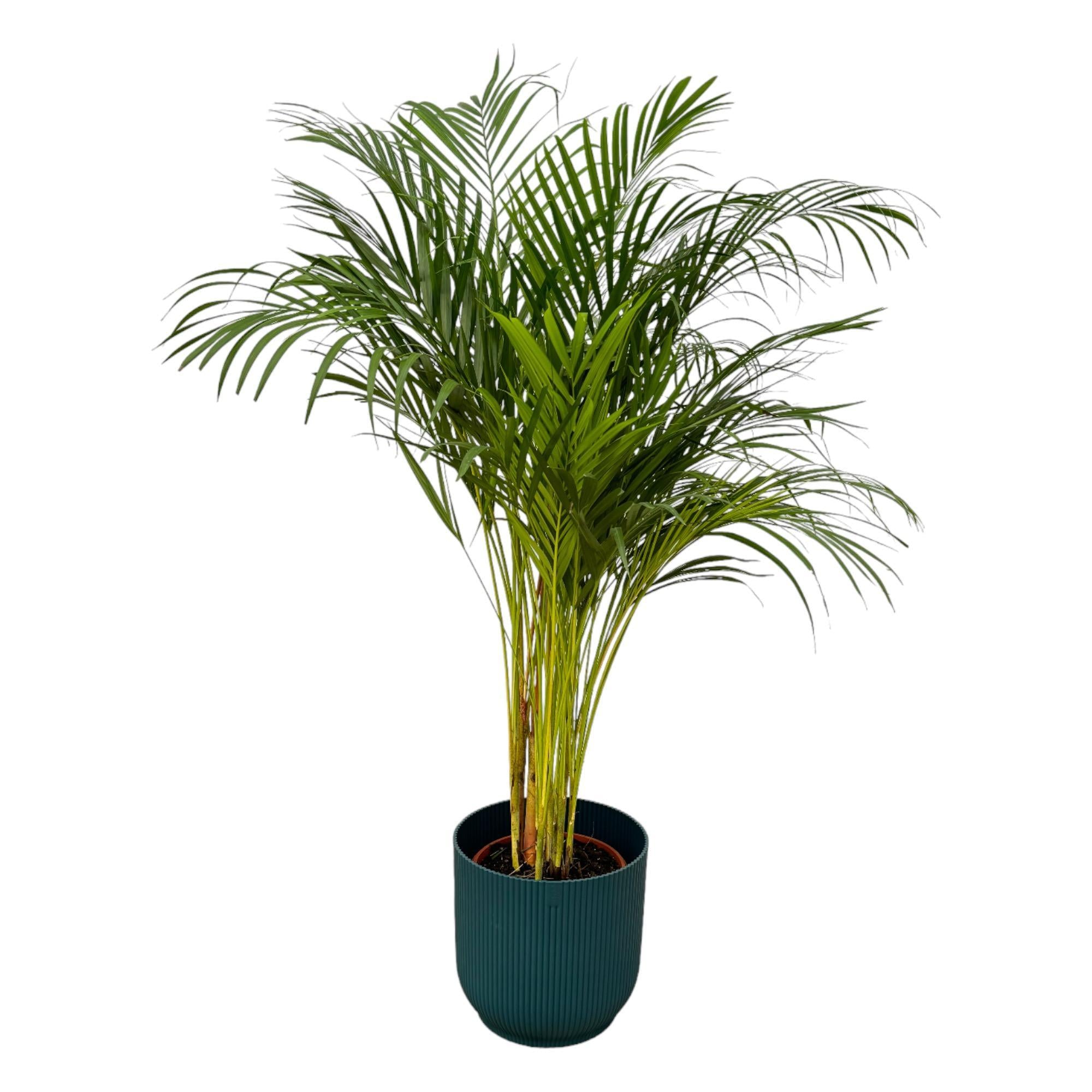 Botanic match: Areca palm & elho Vibes Fold Round - 130 cm - Ø24 cm