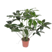 Philodendron Green Wonder | ↕120 cm | Ø27 cm