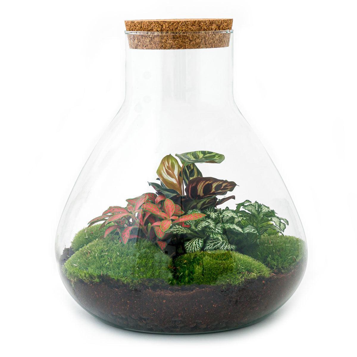 Terrarium - Botanic Bombay - 35 cm