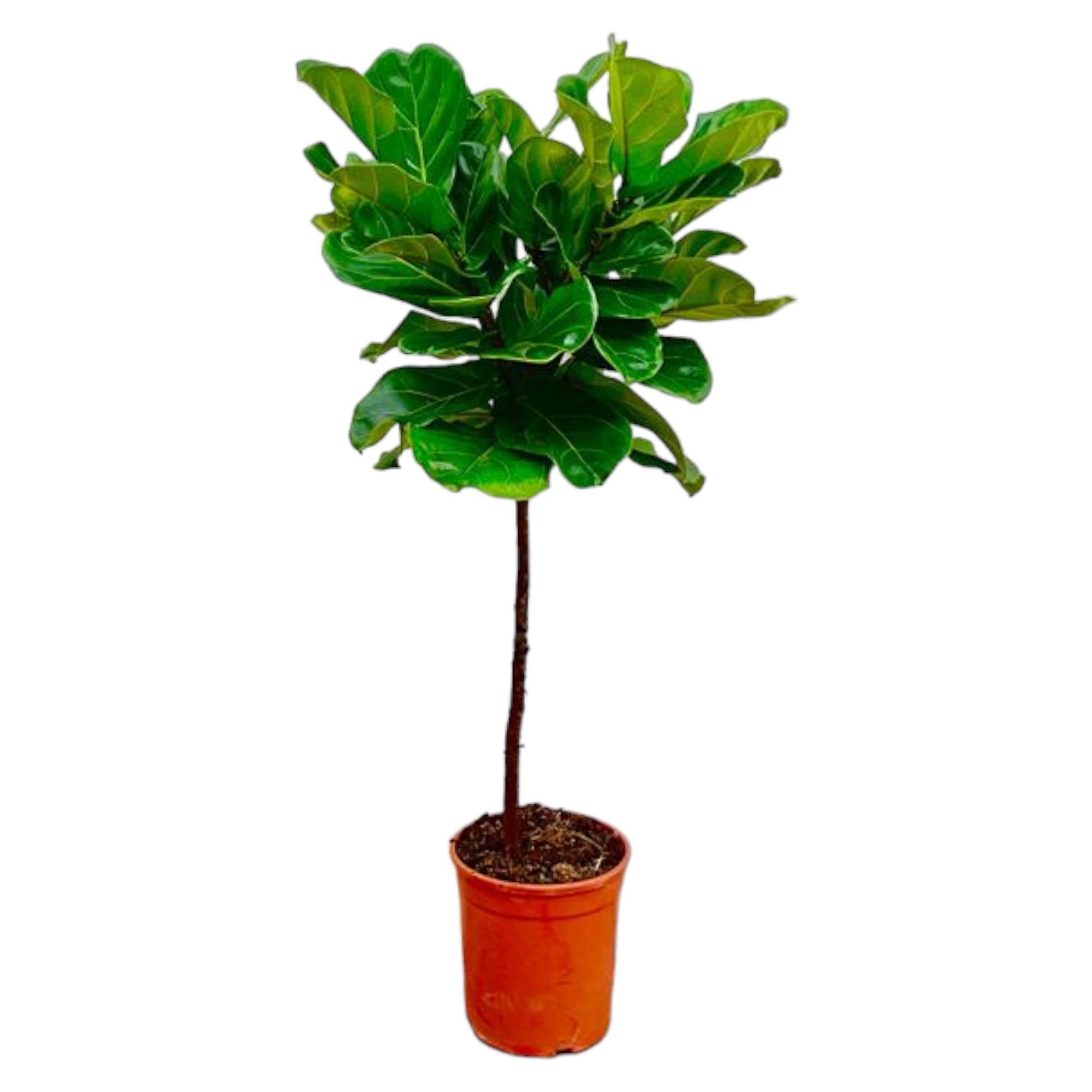 Ficus Lyrata stam - 130 cm - ø24 cm