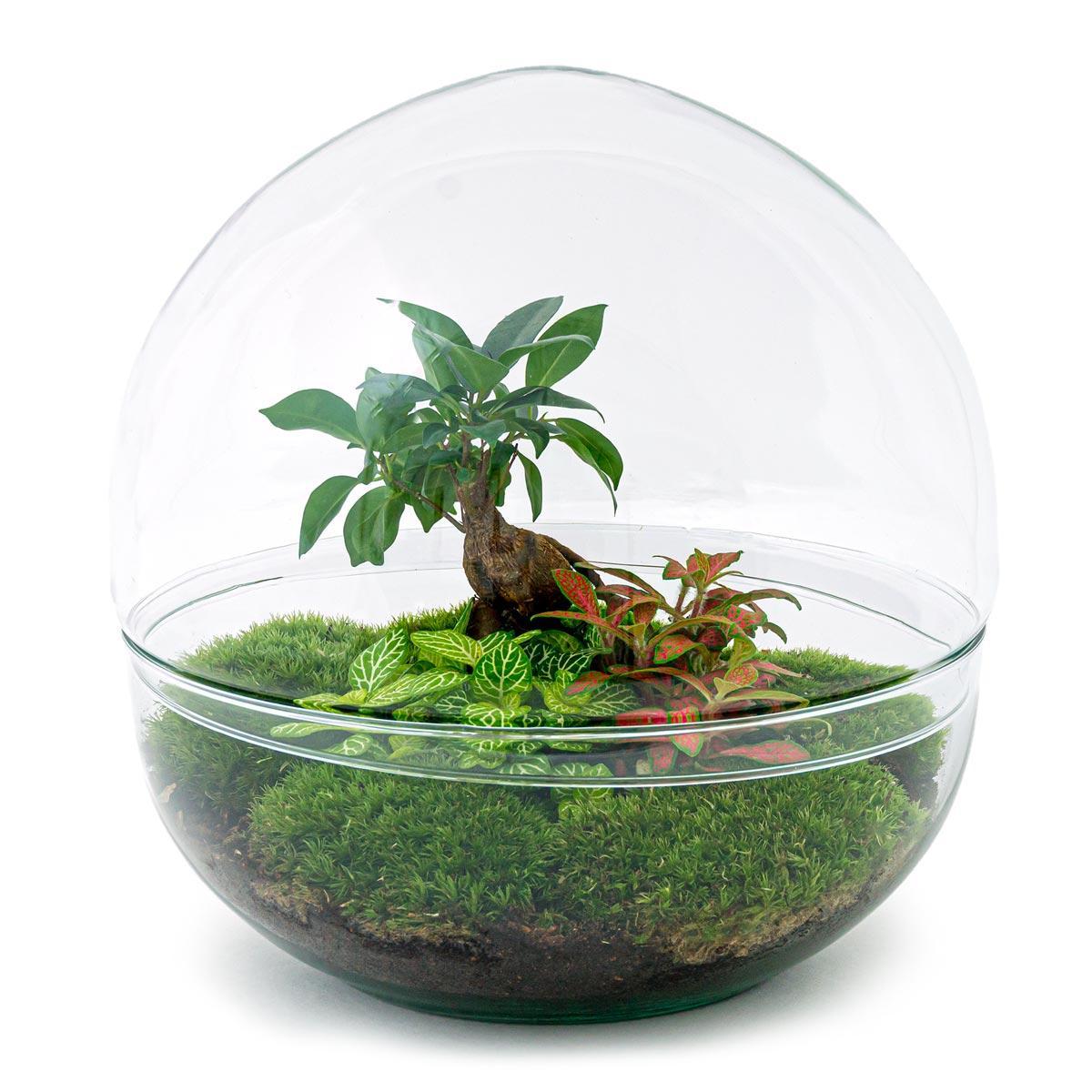 Terrarium - Botanic Birmingham - 30 cm