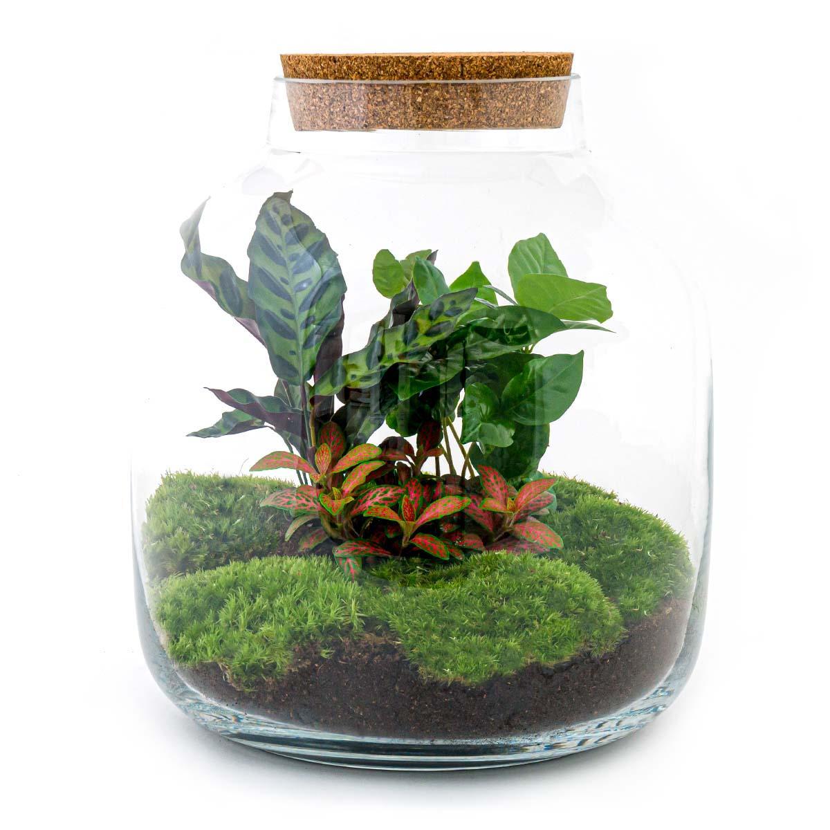 Terrarium - Botanic Boston - 30 cm