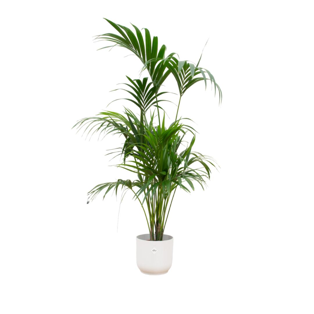 Botanic match: Kentia Palm & elho Vibes Fold Round - 180 cm - Ø30 cm