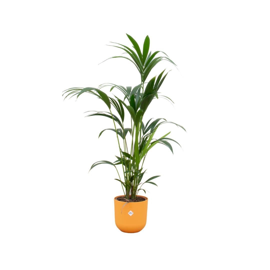 Botanic match: Kentia Palm & elho Jazz Round - 160 cm - Ø26 cm