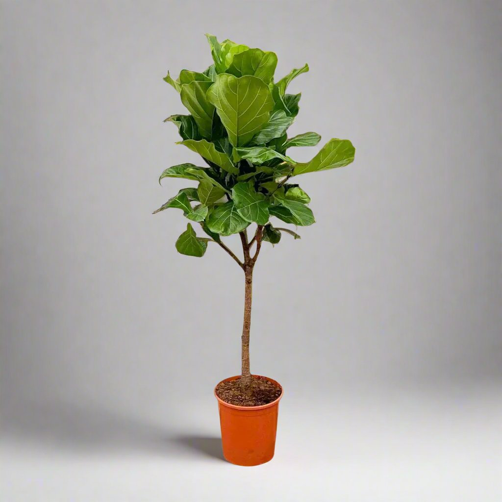 Ficus Lyrata boom - 180 cm - ⌀30 cm