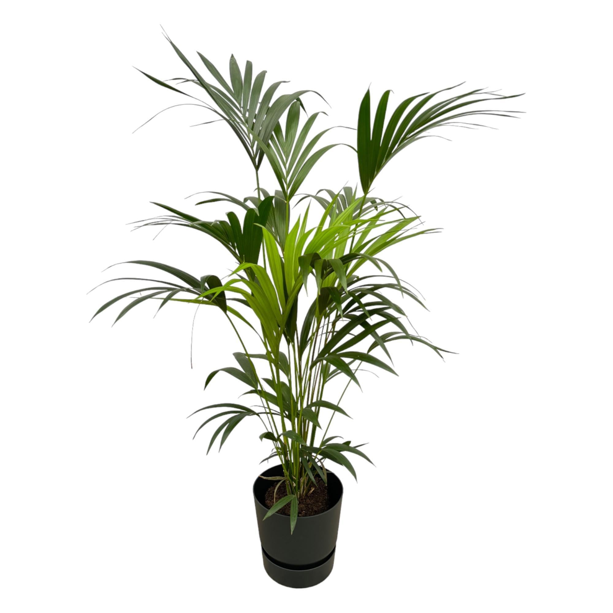 Botanic match: Kentia Palm & elho Greenville Round - 160 cm - Ø30 cm