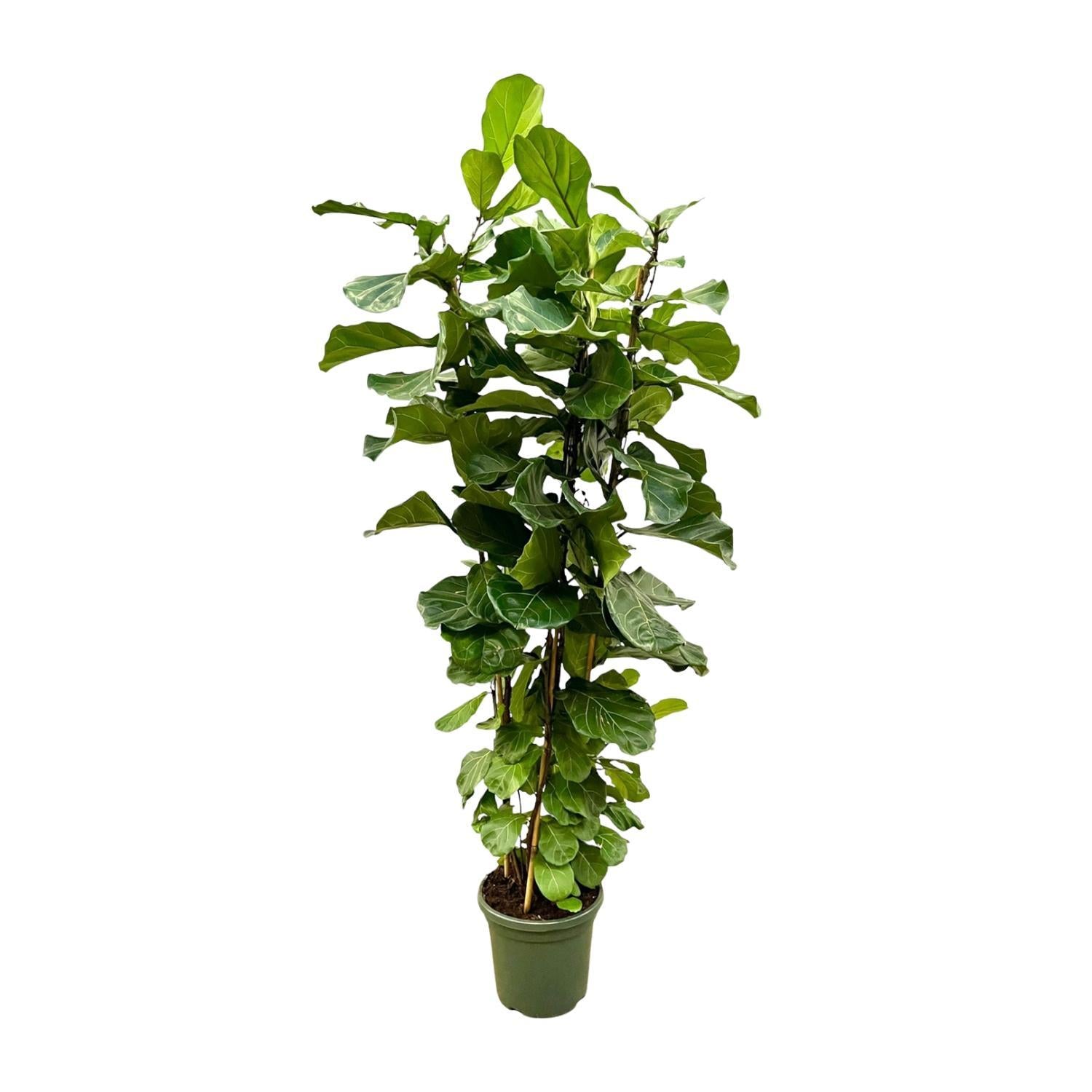 Ficus Lyrata struik XL - 230 cm - ø40 cm