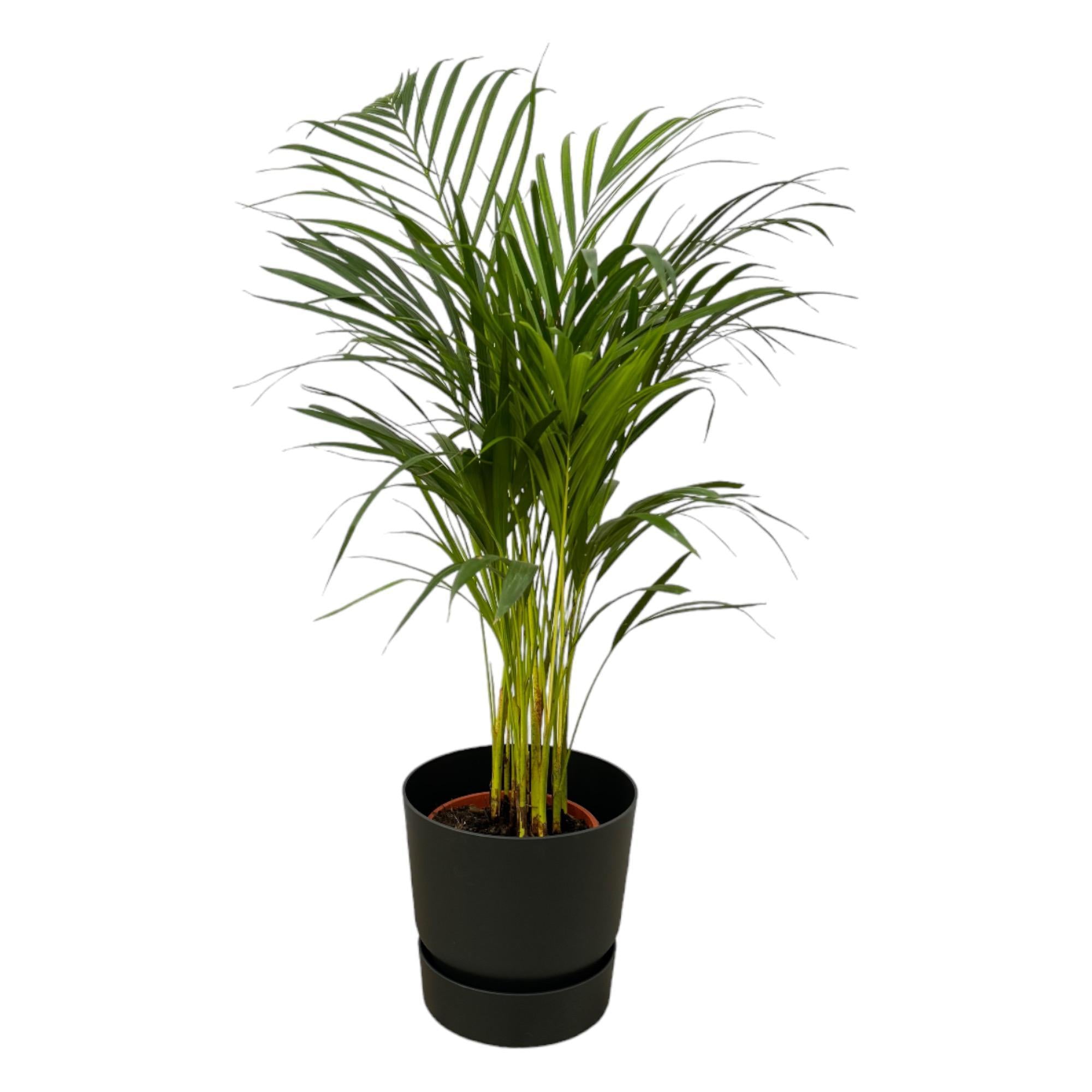 Botanic match: Areca palm & elho Greenville Round - 85 cm - Ø19 cm