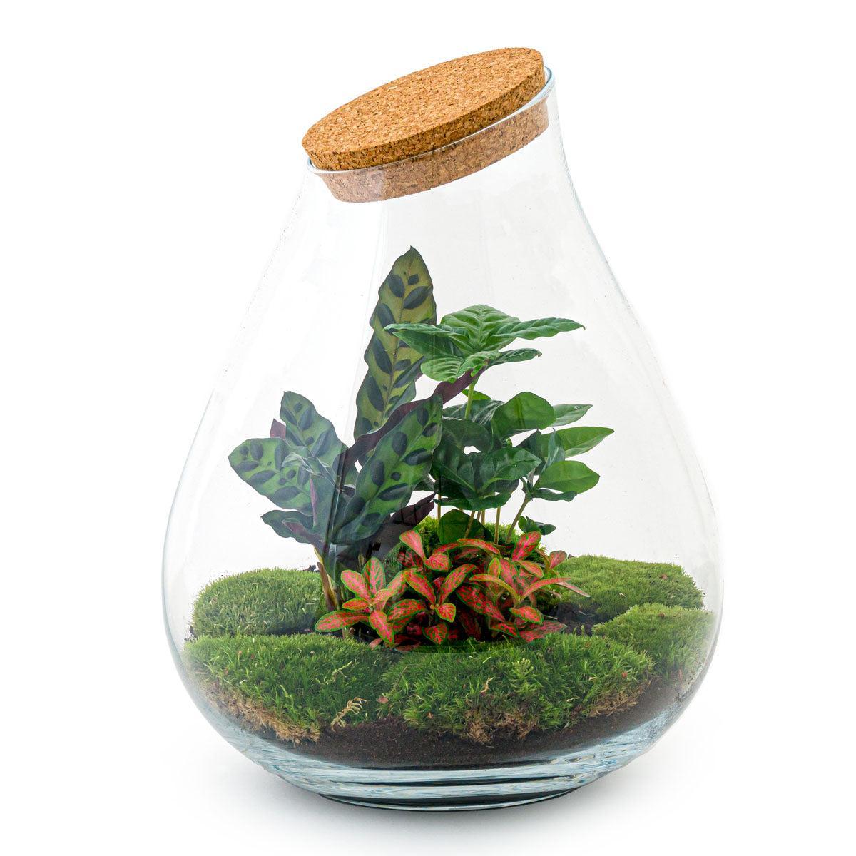 Terrarium - Botanic Bergen - 37 cm