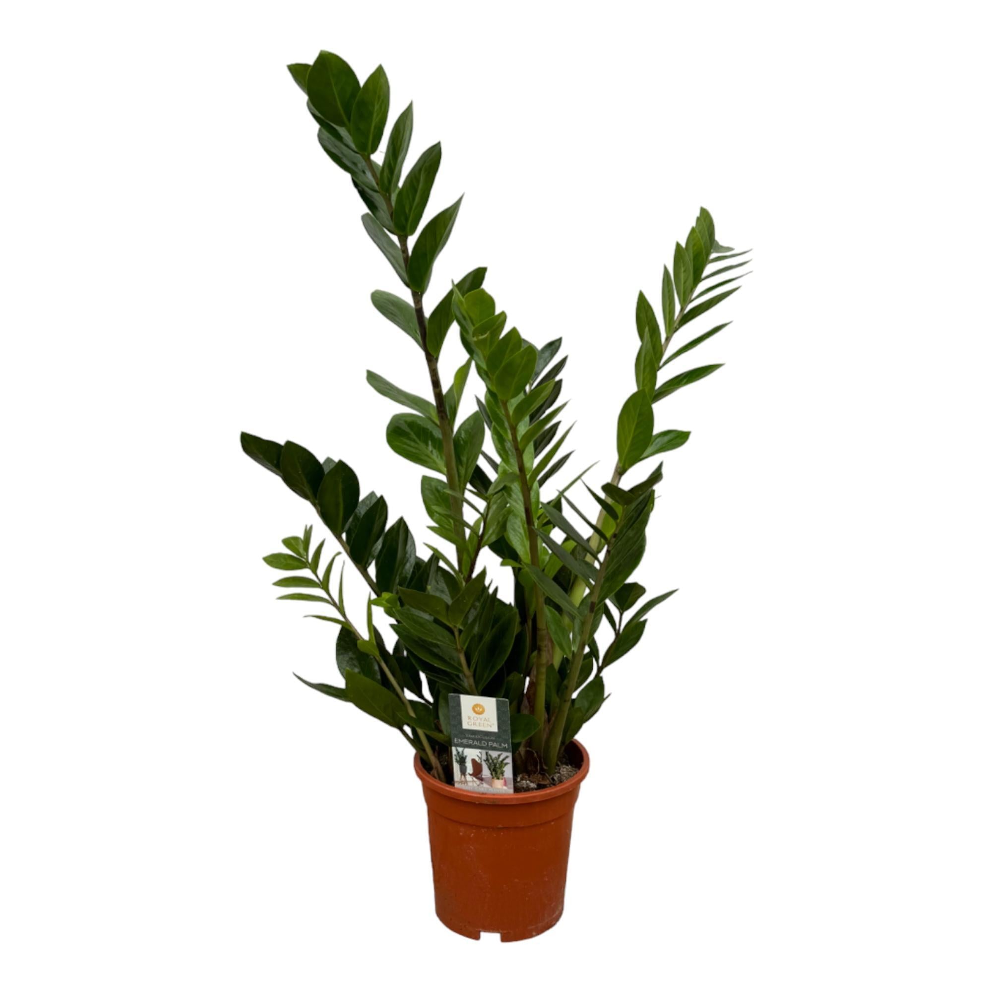 Zamioculcas - 75 cm - Ø17 cm