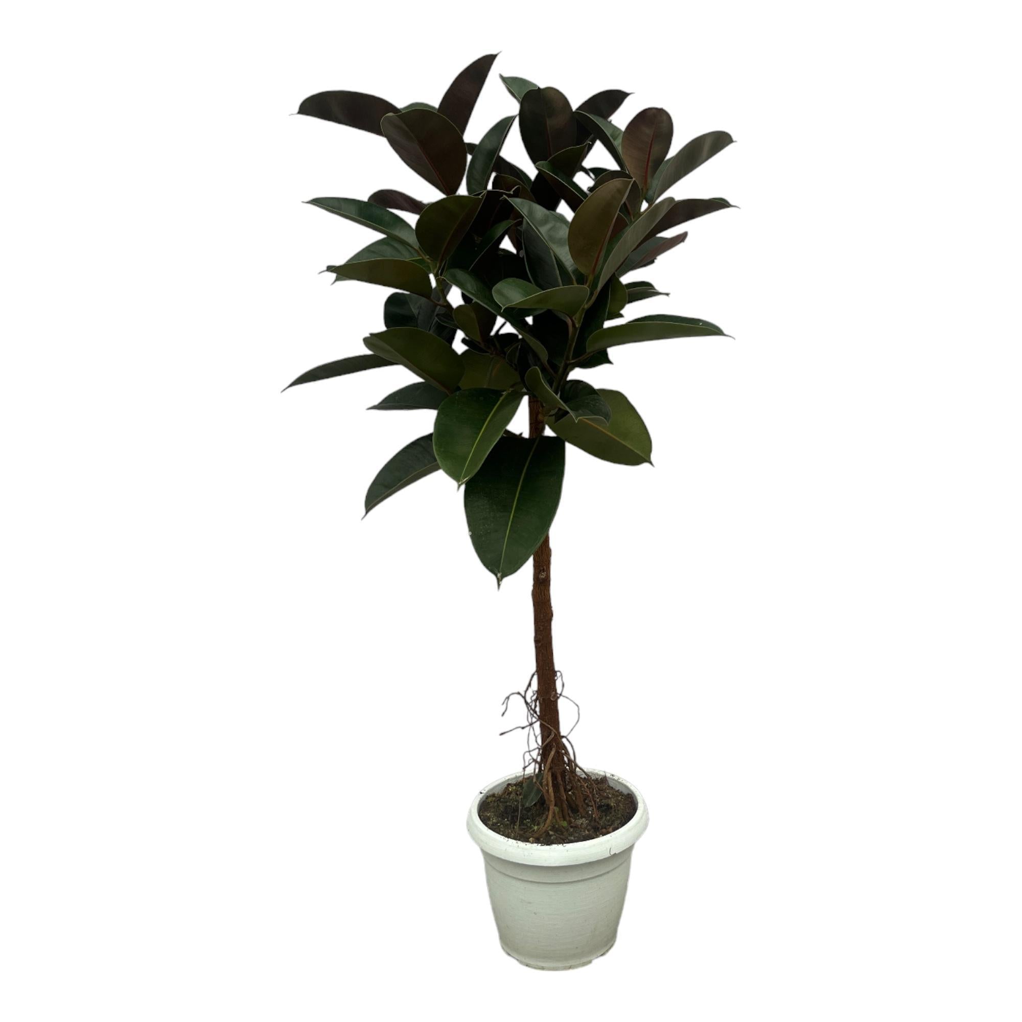 Ficus Elastica Robusta stam - 140 cm - Ø32 cm