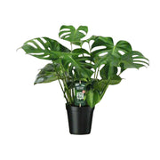 Monstera Deliciosa | ↕65 cm | Ø21 cm
