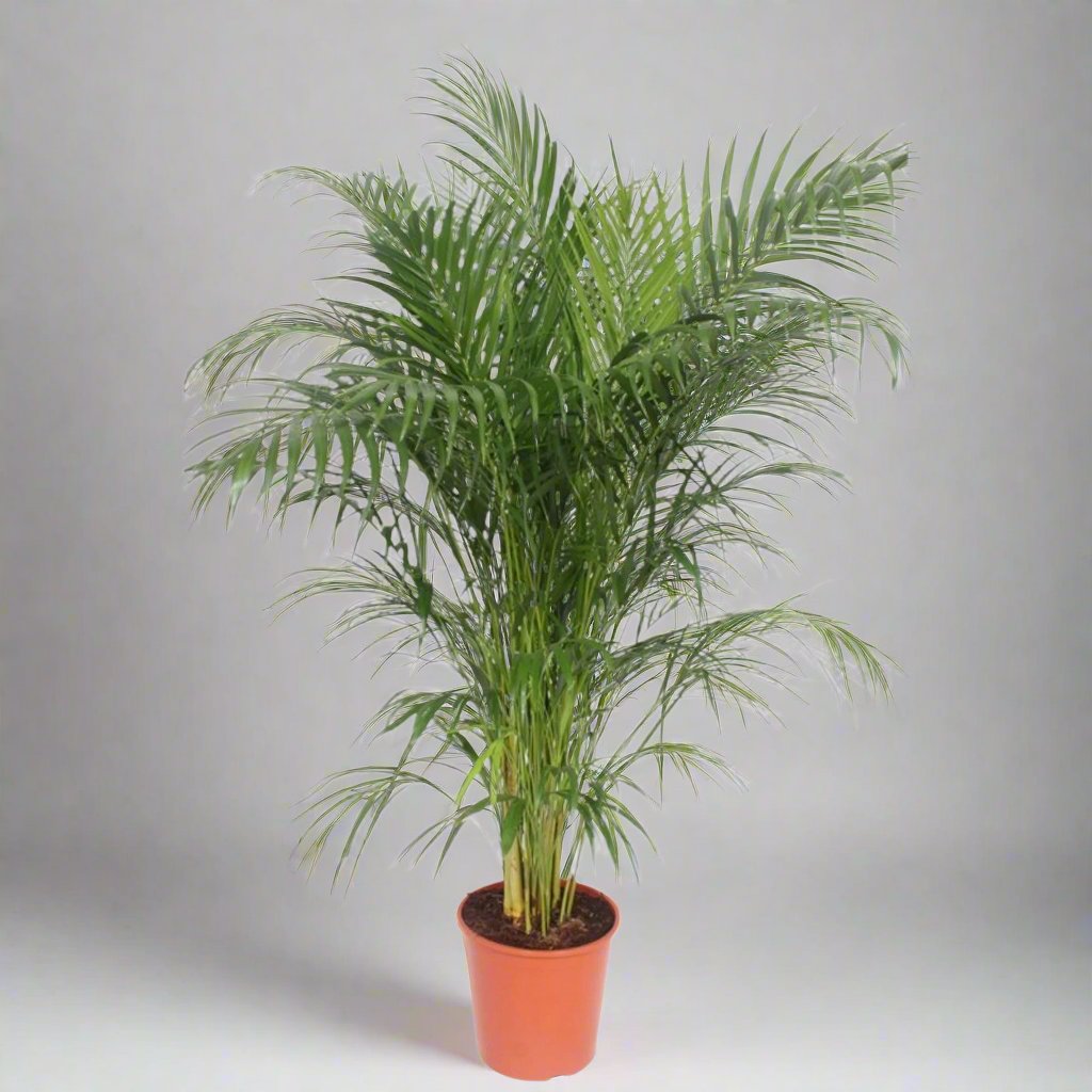 Areca Palm (Dypsis Lutescens) - 160 cm - ø30 cm