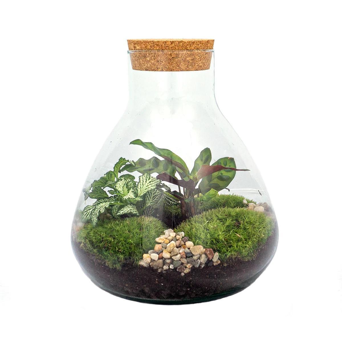 Terrarium - Botanic Bordeaux – 27 cm