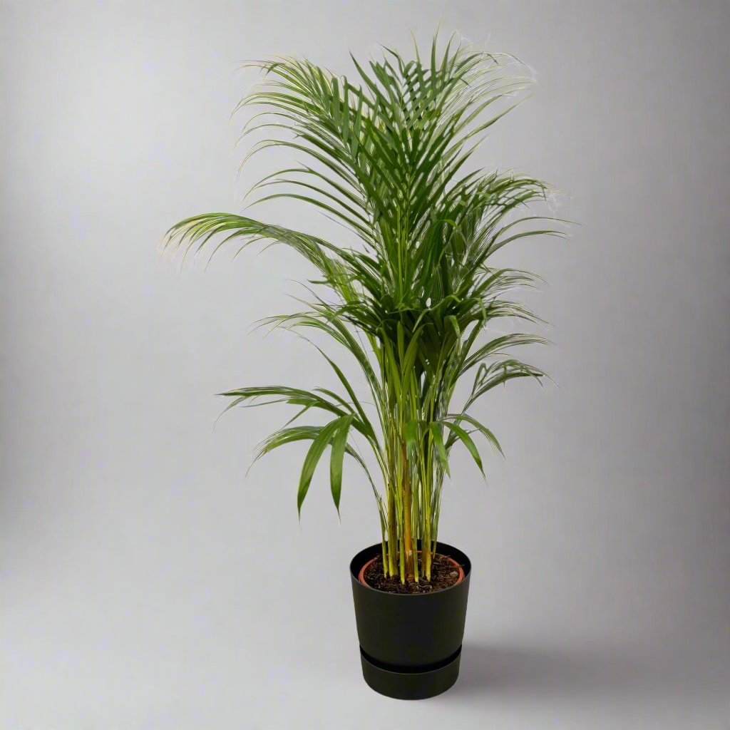 Botanic match: Areca palm & elho Greenville Round - 110 cm - Ø21 cm