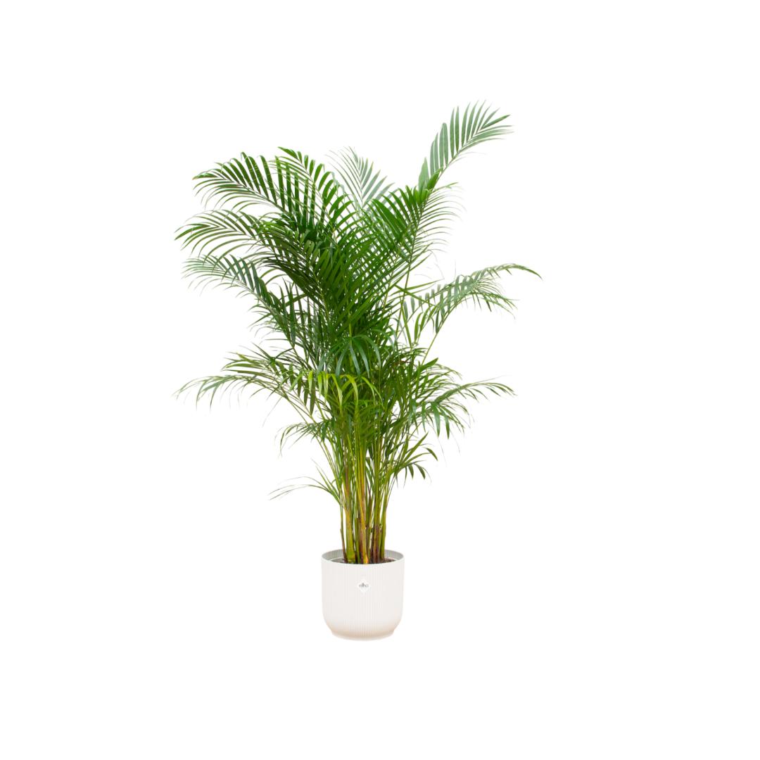 Botanic match: Areca palm & elho Vibes Fold Round - 160 cm - Ø30 cm