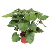 Homalomena Rubescens Maggy | ↕140 cm | Ø34 cm