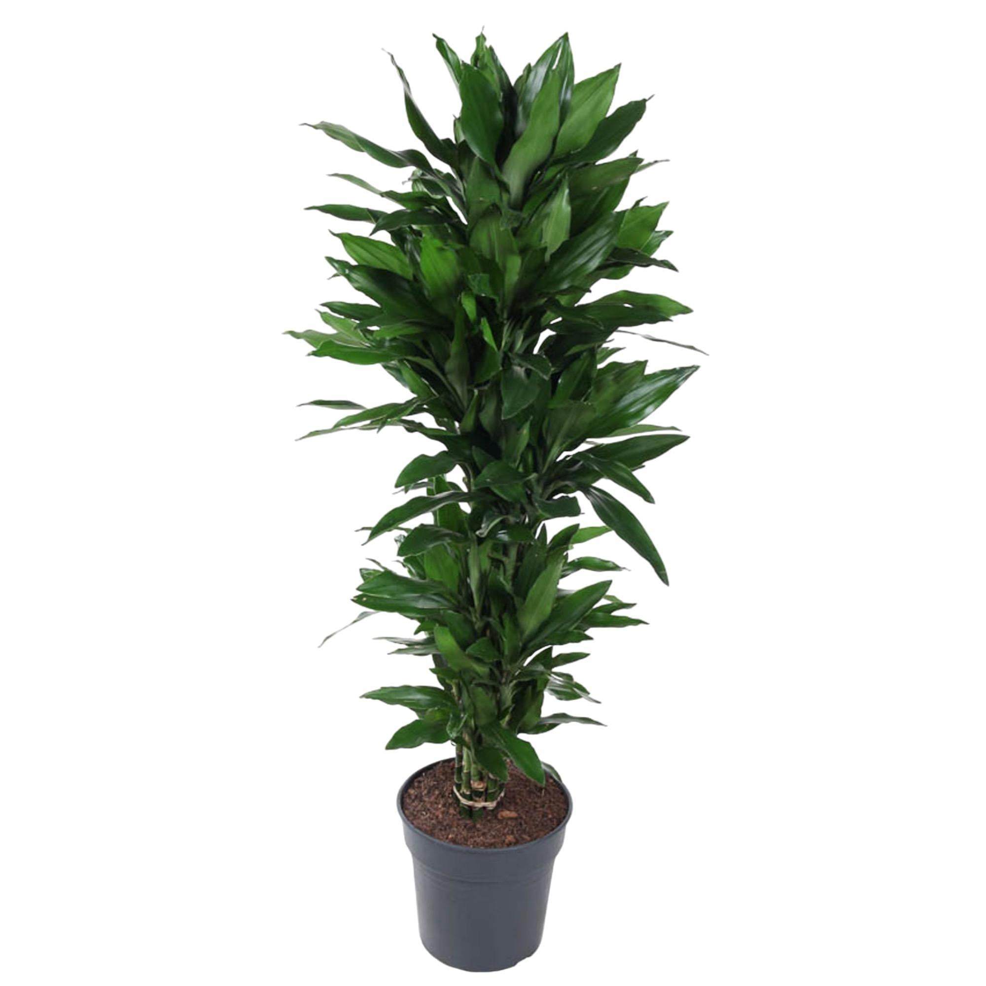 Dracaena Janet Lind vertakt - 150 cm - ø31 cm