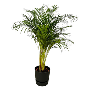 Botanic match: Areca palm & elho Greenville Round - 130 cm - Ø24 cm