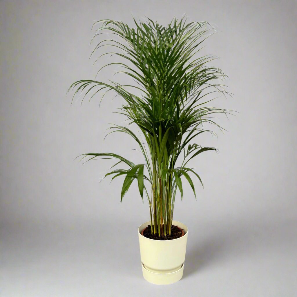 Botanic match: Areca palm & elho Greenville Round - 110 cm - Ø21 cm