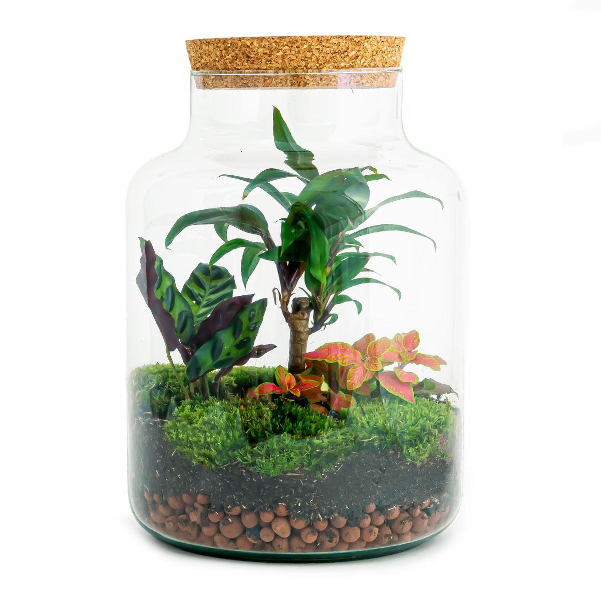 Terrarium - Botanic Brasília - 30 cm