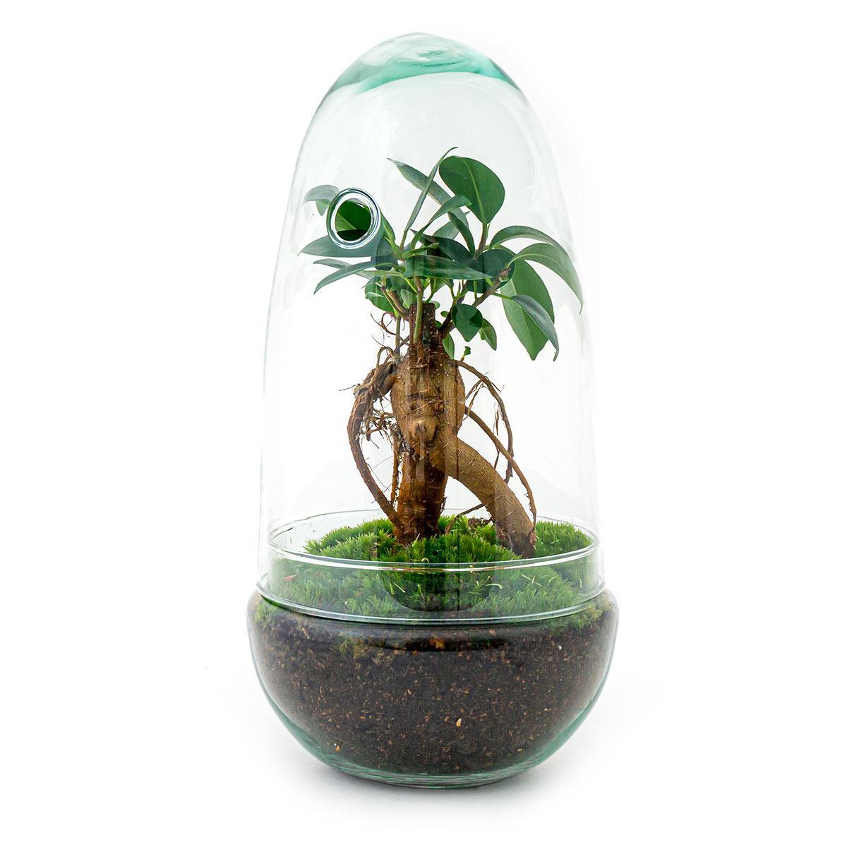 Terrarium - Botanic Bilbao - 25 cm