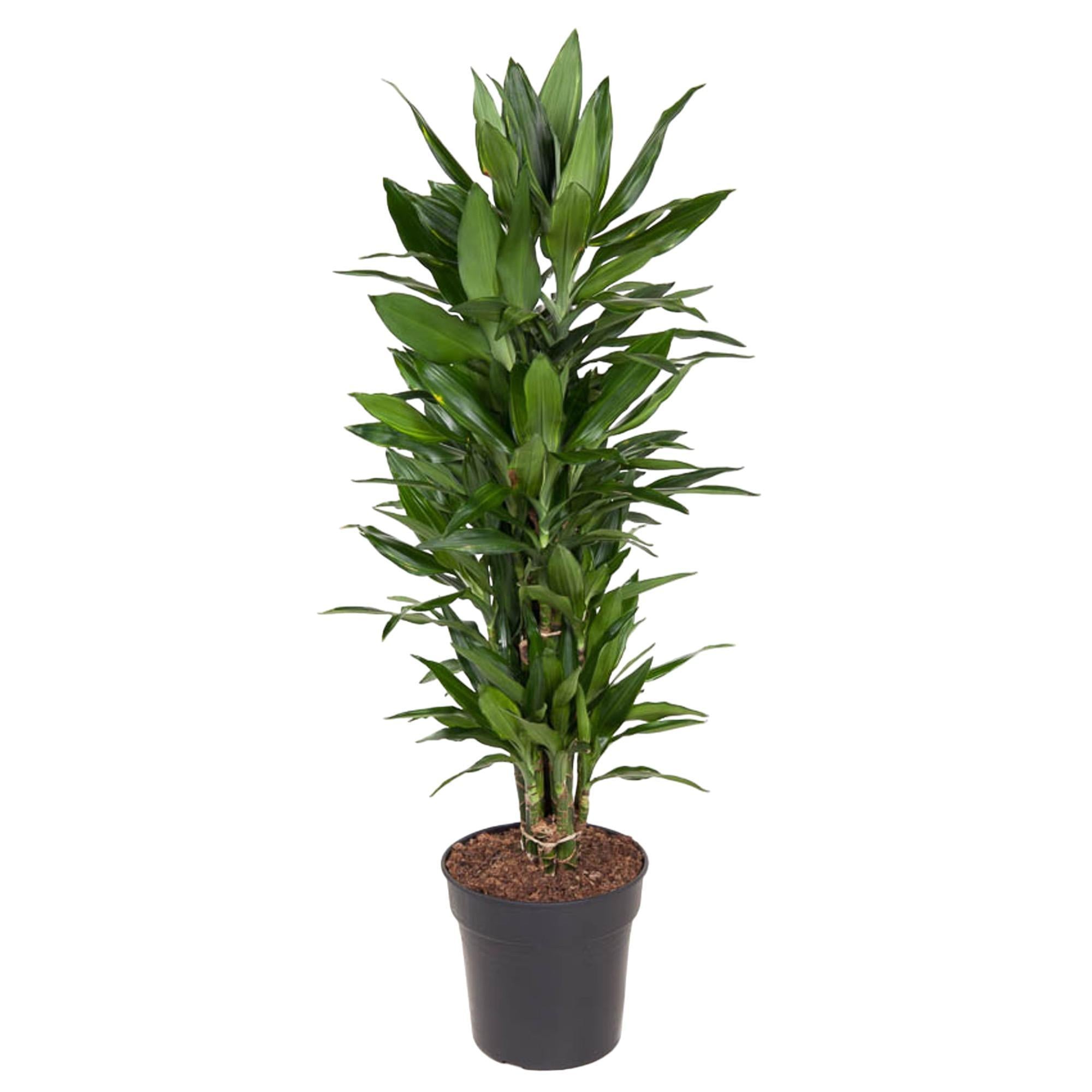 Dracaena Janet Lind vertakt - 110 cm - ø27 cm