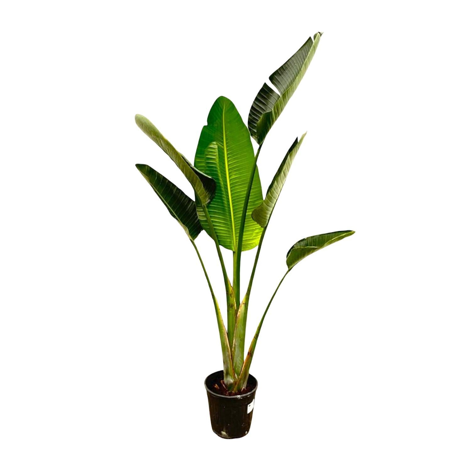 Strelitzia Augusta - 180 cm - ⌀30 cm