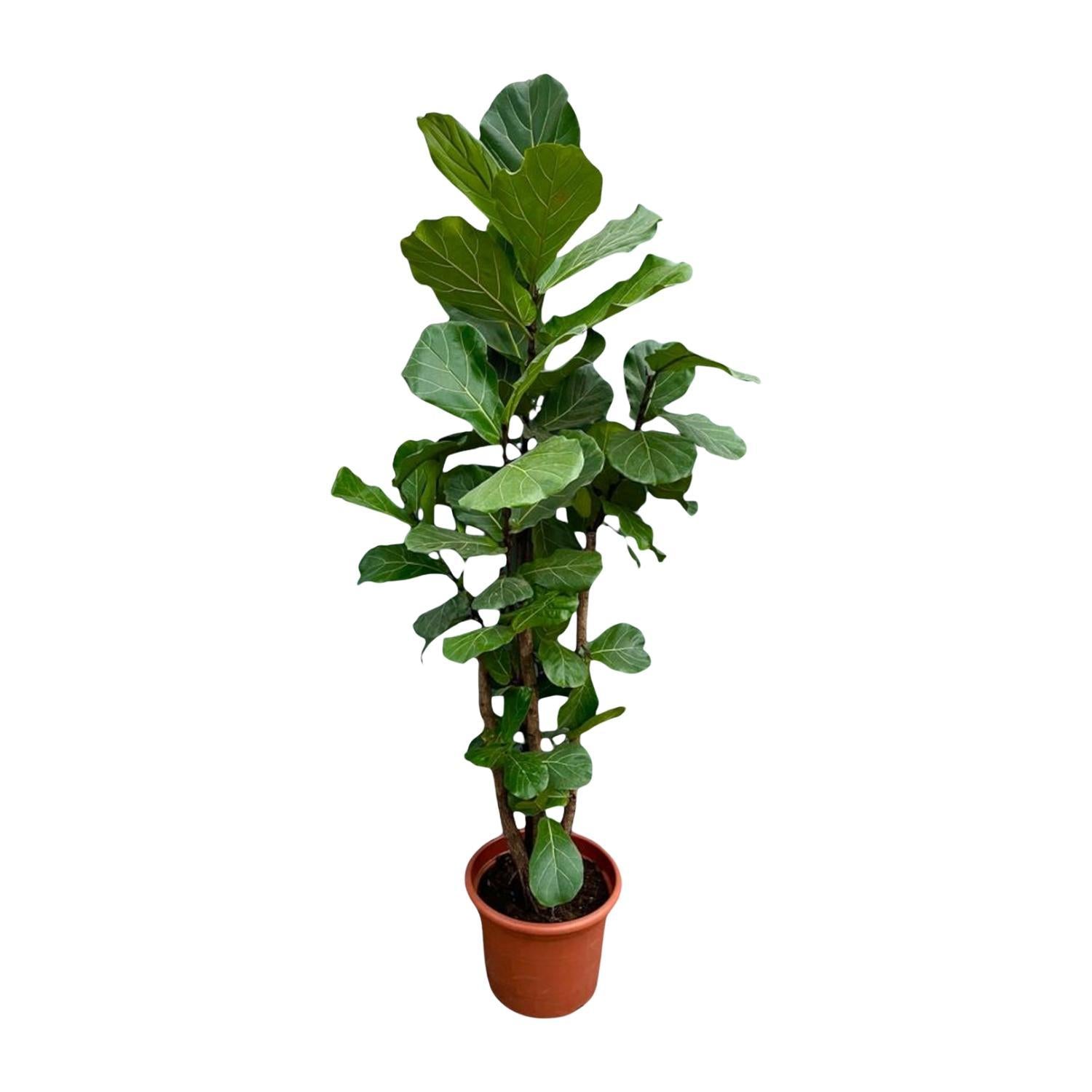 Ficus Lyrata vertakt XXL - 230 cm - ø40 cm