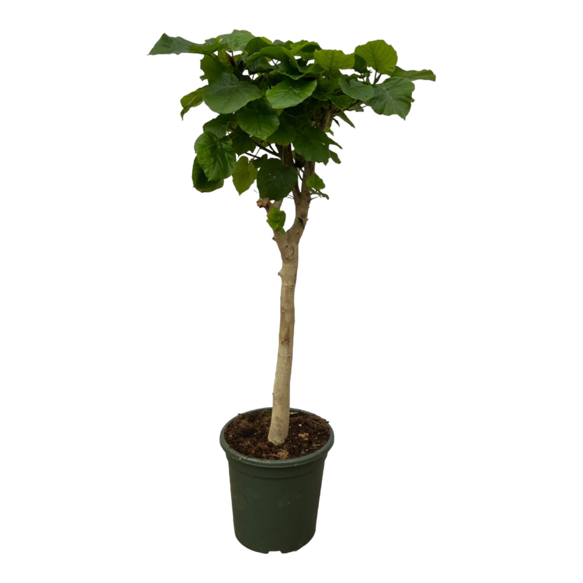 Ficus Umbellata stam - 130 cm - Ø33 cm