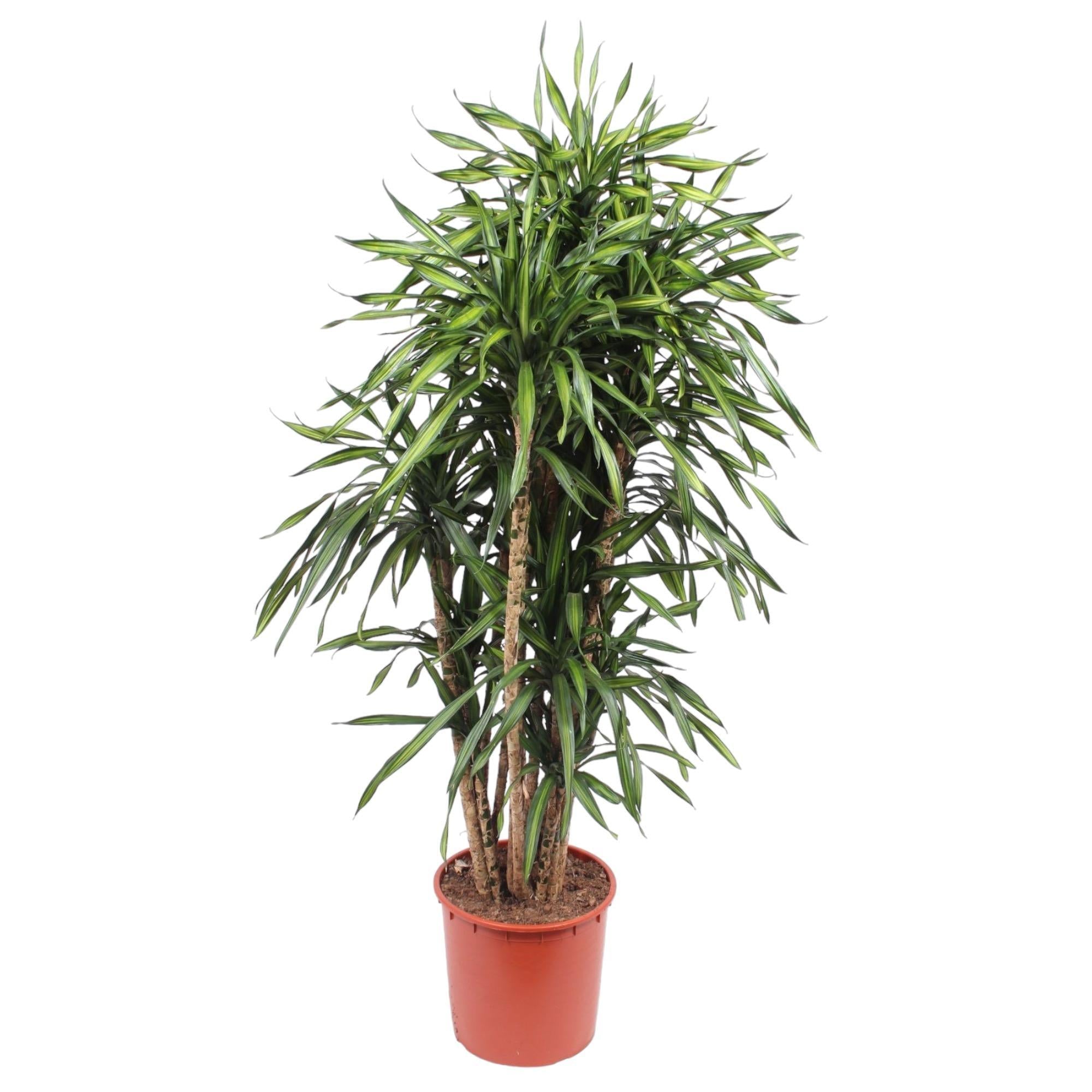 Dracaena Riki - 170 cm - ø34 cm