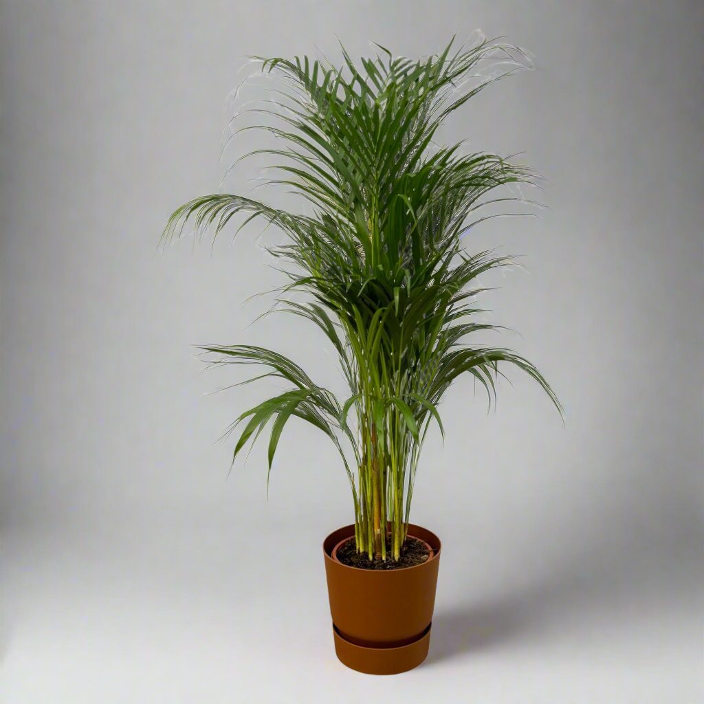 Botanic match: Areca palm & elho Greenville Round - 110 cm - Ø21 cm