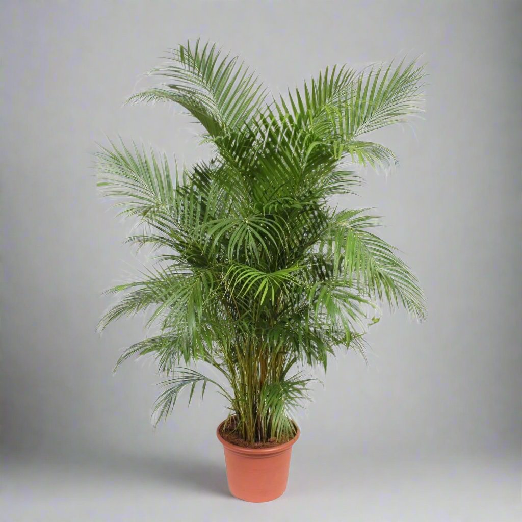 Areca Palm (Dypsis Lutescens) - 240 cm - ø45 cm