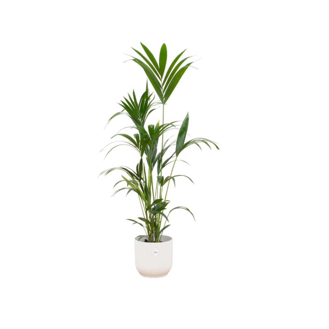 Botanic match: Kentia Palm & elho Vibes Fold Round - 160 cm - Ø30 cm